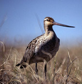 The bar-tailed godwit